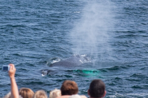 Fishing, Boating, and Whale Watching in Mendocino