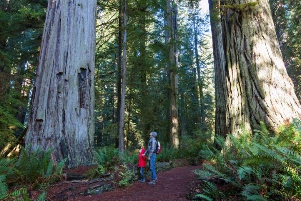 Montgomery Woods SNR | Montgomery Woods State Natural Reserve