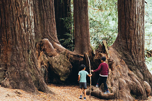 montgomery woods