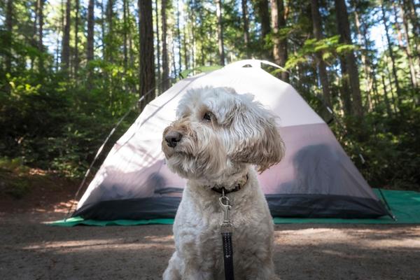 Camping Trip with Your Dog