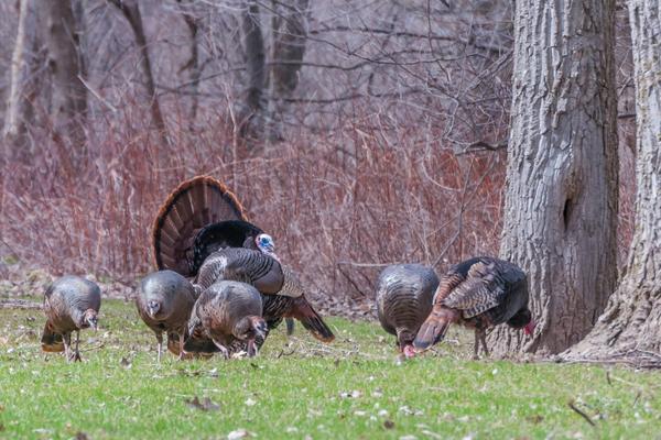 Wild Turkeys in Willits