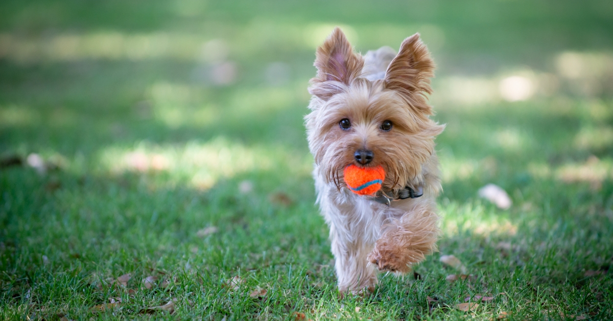 Dog Friendly Places in Willits Dog Friendly